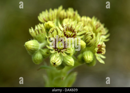 Wulfen`s Houseleek (Sempervivum wulfenii), inflorescence, Switzerland Stock Photo